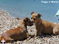 Elba Island - Apartments Le Querce, vacation at the sea with your dog, cat, animal...